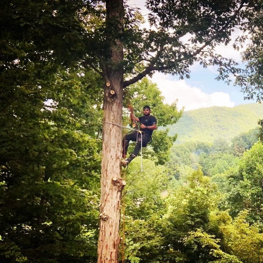 NWI Tree Surgeons arborist roped high on a topped trunk — tree removal and trimming across Northwest Indiana
