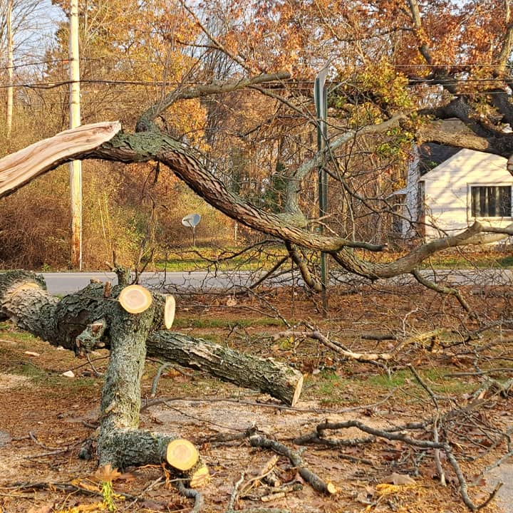 Storm-snapped tree brought down and bucked into sections beside a home after high winds