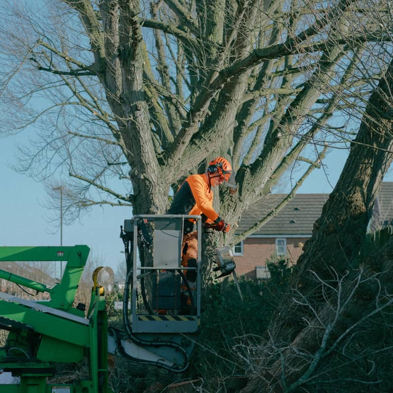 Arborist working from a compact lift to clear a storm-damaged tree beside a home