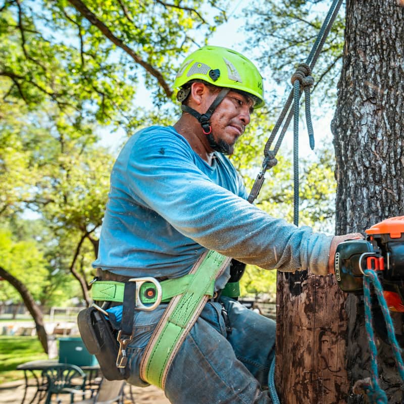 Climber in a harness making a rigging cut with a chainsaw during a tree removal