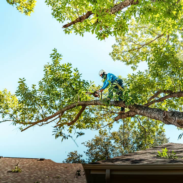 Arborist walking a limb above a shingled roof during clearance trimming over a house